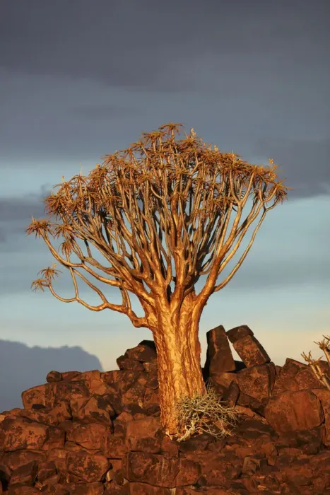 Framed Print : Kokerboom or Quiver Tree (Aloe dichotoma) in late afternoon light, Mesosaurus Fossil Camp Framed Print : Kokerboom or Quiver Tree (Aloe dichotoma) in late afternoon light, Mesosaurus Fossil Camp