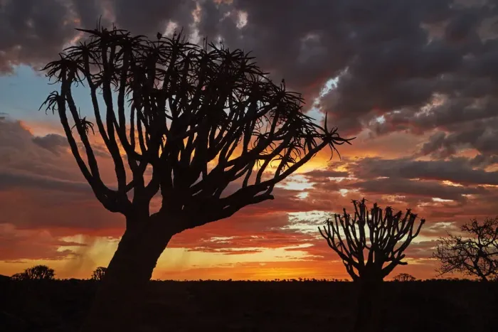 Framed Print : Kokerboom or Quiver Trees (Aloe dichotoma) at sunset, Mesosaurus Fossil Camp