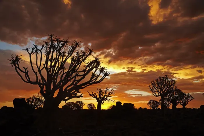 Framed Print : Kokerboom or Quiver Trees (Aloe dichotomum) at sunset, Mesosaurus Fossil Camp Framed Print : Kokerboom or Quiver Trees (Aloe dichotomum) at sunset, Mesosaurus Fossil Camp