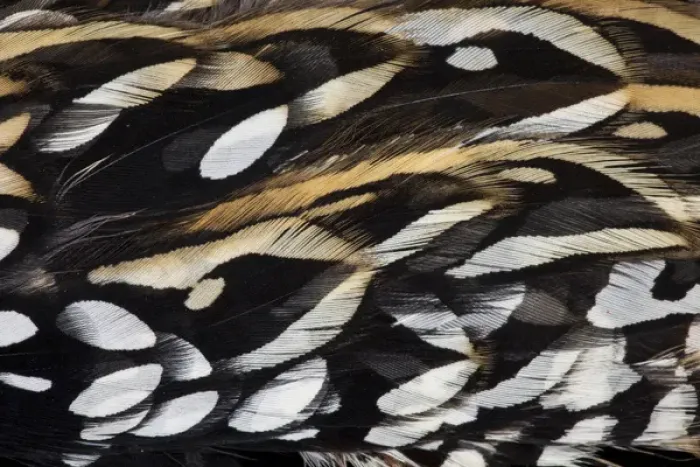 Framed Print : Koklass Pheasant feathers Framed Print : Koklass Pheasant feathers