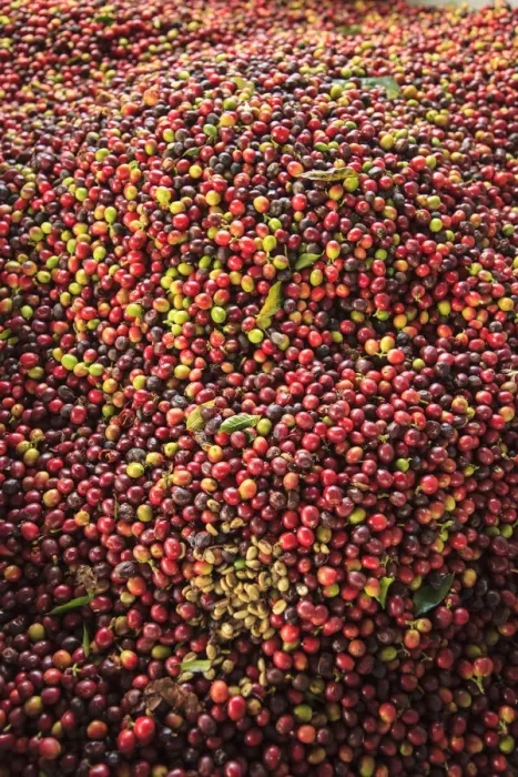 Framed Print : Kona coffee beans, coffee plantation, Big Island, Hawaii, USA