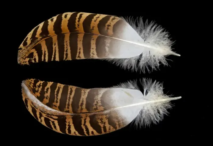 Framed Print : Kori Bustard Feathers black background and reflection