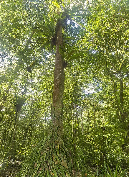 Kosrae, Micronesia. Ka tree covered with ferns in Yela, a protected ka forest. The trees