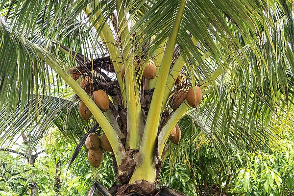 Kosrae, Micronesia. Ripe coconuts growing on a coconut tree
