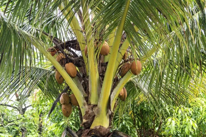 Framed Print : Kosrae, Micronesia. Ripe coconuts growing on a coconut tree