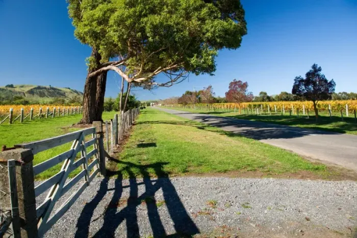 Framed Print : Kotinga Vineyard, Martinborough, Wairarapa, North Island, New Zealand