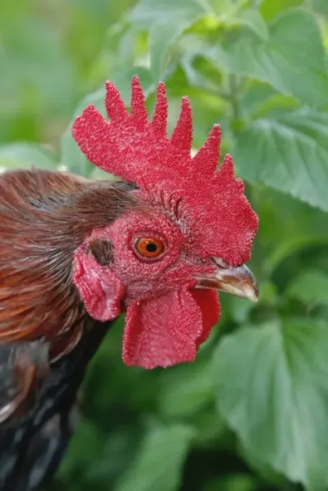 Framed Print : Kronkoskys Tiny Tot Nature Spot, San Antonio Zoo, TX Framed Print : Kronkoskys Tiny Tot Nature Spot, San Antonio Zoo, TX