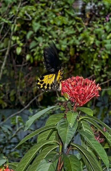 Kuala Lumpur, Malaysia. Gardens of Butterfly Park