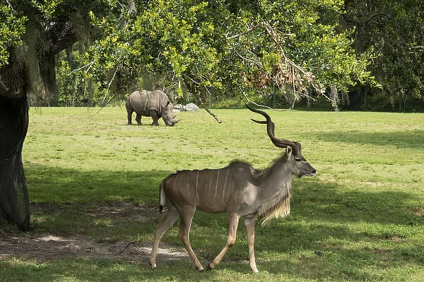 A Kudu and a Rhinoceros sharing the grassland