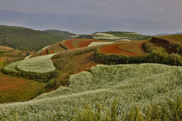 Kunming Dongchuan Red Land area landscape of crop land and rolling hills