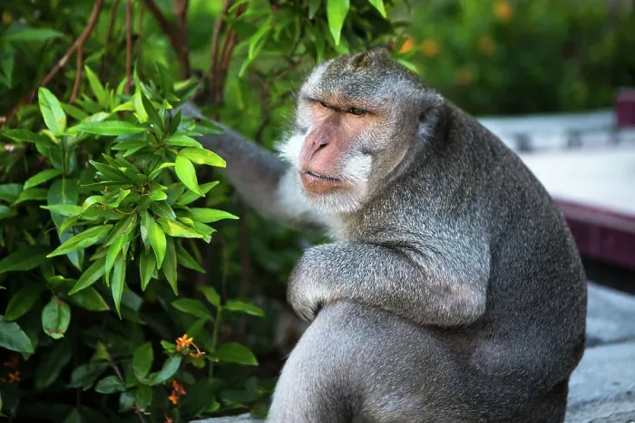 Framed Print : Kuta Selatan, Bali, Indonesia. A monkey sits watching in Uluwatu Framed Print : Kuta Selatan, Bali, Indonesia. A monkey sits watching in Uluwatu