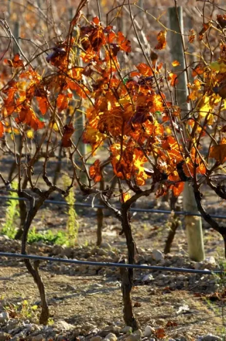 Framed Print : La Clape. Languedoc. Domaine Mas du Soleilla. Vines trained in Cordon cane pruning Framed Print : La Clape. Languedoc. Domaine Mas du Soleilla. Vines trained in Cordon cane pruning
