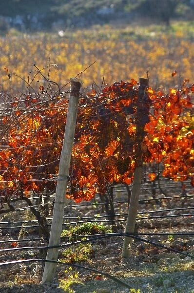La Clape. Languedoc. Domaine Mas du Soleilla. Vine leaves. The vineyard. Bright and vibrant red