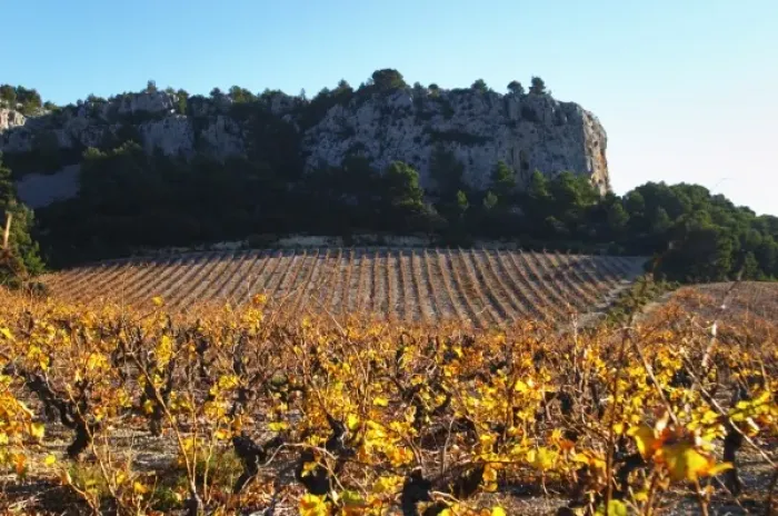 Framed Print : La Clape. Languedoc. Vine leaves. Vineyard. France. Europe. Vineyards below the white