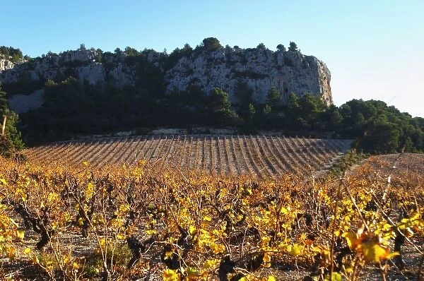 La Clape. Languedoc. Vine leaves. Vineyard. France. Europe. Vineyards below the white