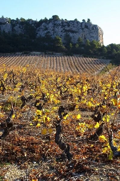 La Clape. Languedoc. Vines trained in Gobelet pruning. Vine leaves. Vineyard. France
