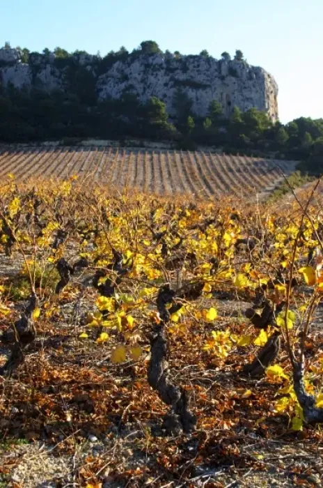 Framed Print : La Clape. Languedoc. Vines trained in Gobelet pruning. Vine leaves. Vineyard. France