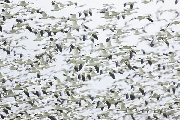 La Conner, Washington, USA. Huge dense flock of Snow Geese (Chen caerulescens) flying
