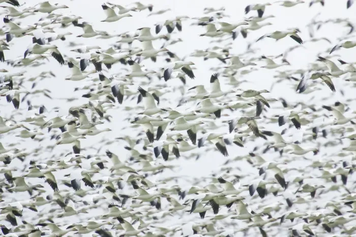Framed Print : La Conner, Washington, USA. Huge dense flock of Snow Geese (Chen caerulescens) flying Framed Print : La Conner, Washington, USA. Huge dense flock of Snow Geese (Chen caerulescens) flying