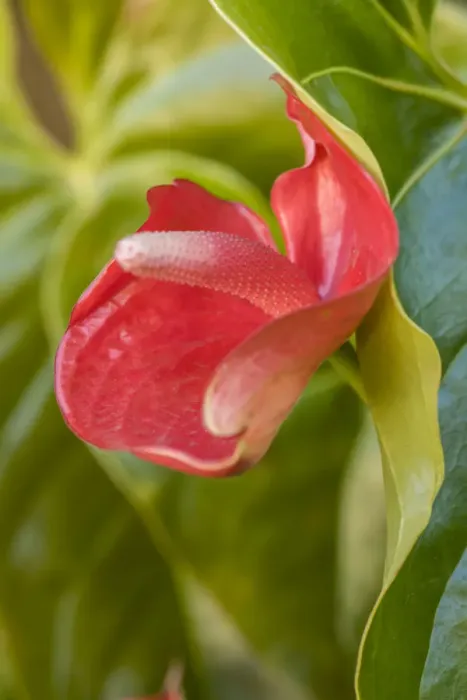 Framed Print : La Garita, Costa Rica. Flamingo flower (Anthurium). General common names include anthurium Framed Print : La Garita, Costa Rica. Flamingo flower (Anthurium). General common names include anthurium
