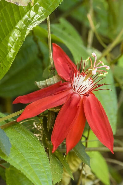 La Garita, Costa Rica. Red passion flower or scarlet passion flower (Passiflora coccinea)
