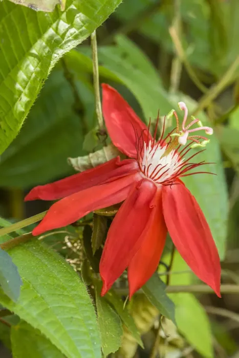 Framed Print : La Garita, Costa Rica. Red passion flower or scarlet passion flower (Passiflora coccinea)