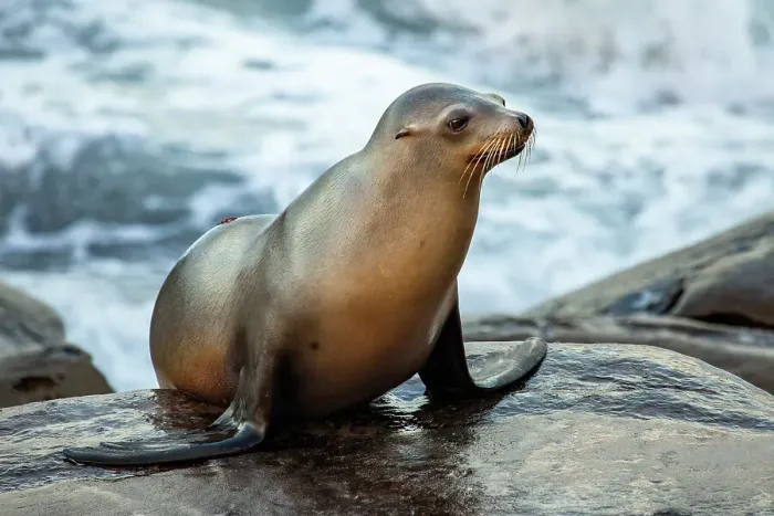 Framed Print : La Jolla, California. Sea lion Framed Print : La Jolla, California. Sea lion