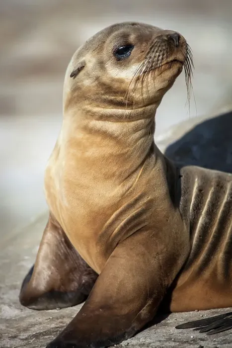 Framed Print : La Jolla, California. Sea lion Framed Print : La Jolla, California. Sea lion