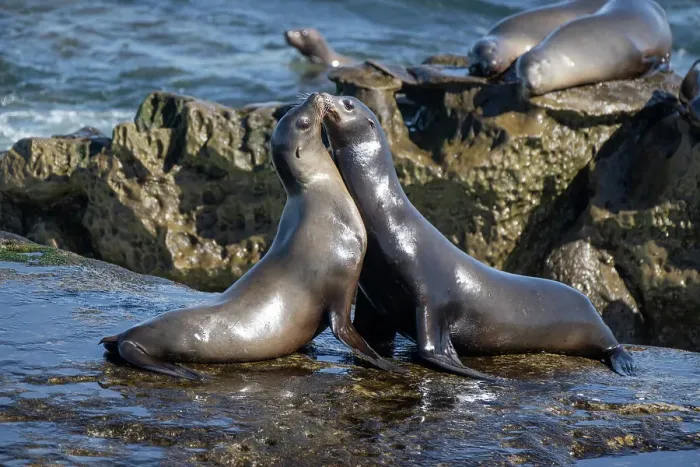 Framed Print : La Jolla, California. Sea lion Framed Print : La Jolla, California. Sea lion