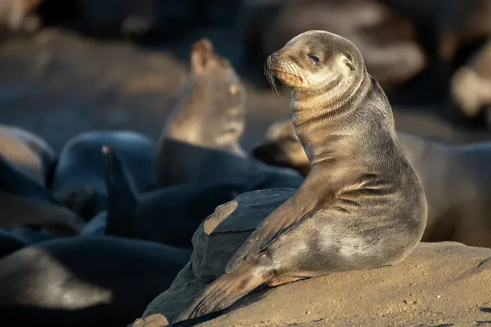 Framed Print : La Jolla, California. Sea lion Framed Print : La Jolla, California. Sea lion
