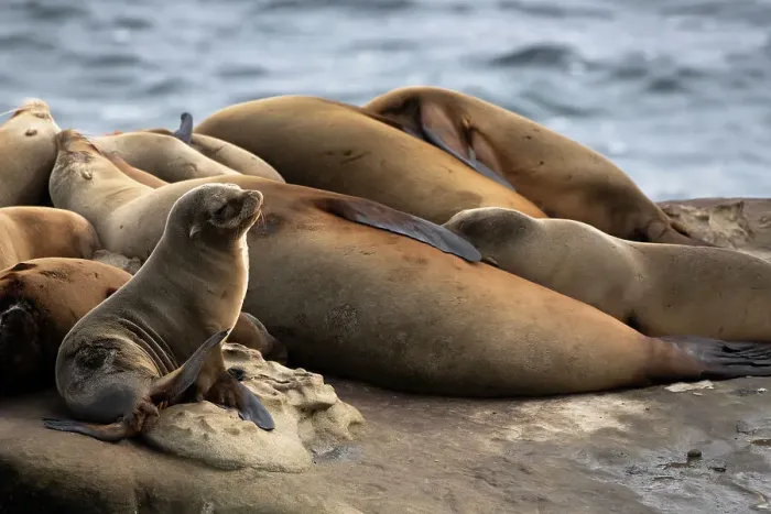 Framed Print : La Jolla, California. Sea lion