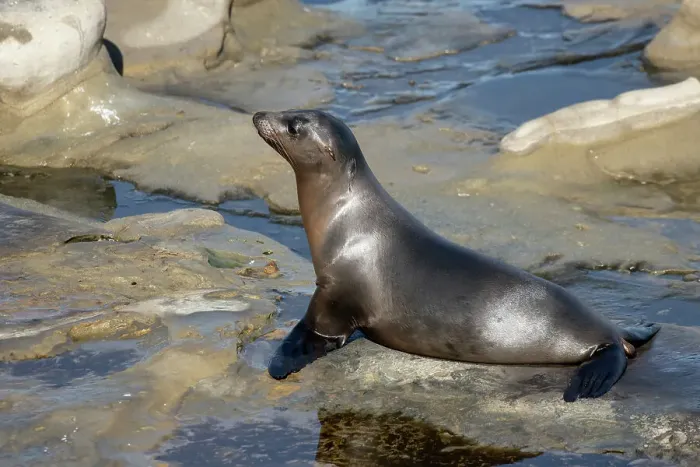 Framed Print : La Jolla, California. Sea lion Framed Print : La Jolla, California. Sea lion