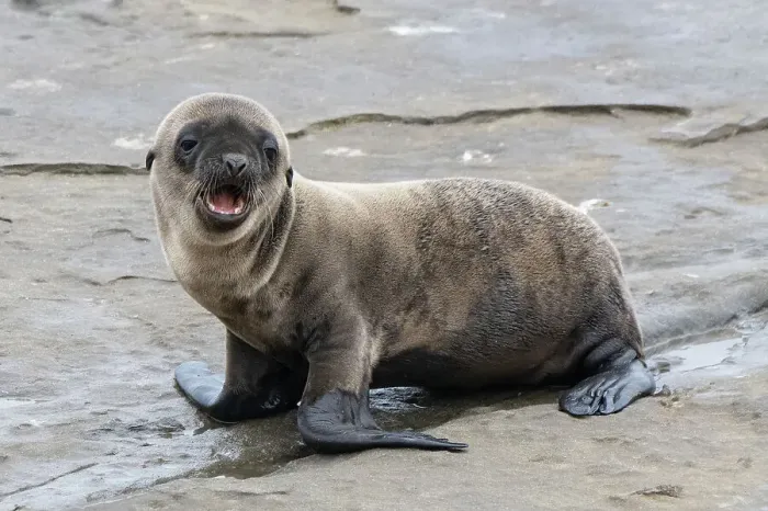 Framed Print : La Jolla, California. Sea lion Framed Print : La Jolla, California. Sea lion