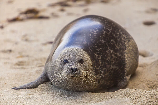La Jolla Cove, San Diego - Harbor Seal on the Beach