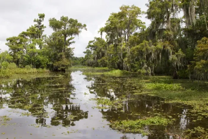 Framed Print : LA, Lafitte, Airboat swamp tour