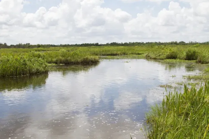 Framed Print : LA, Lafitte, Airboat swamp tour