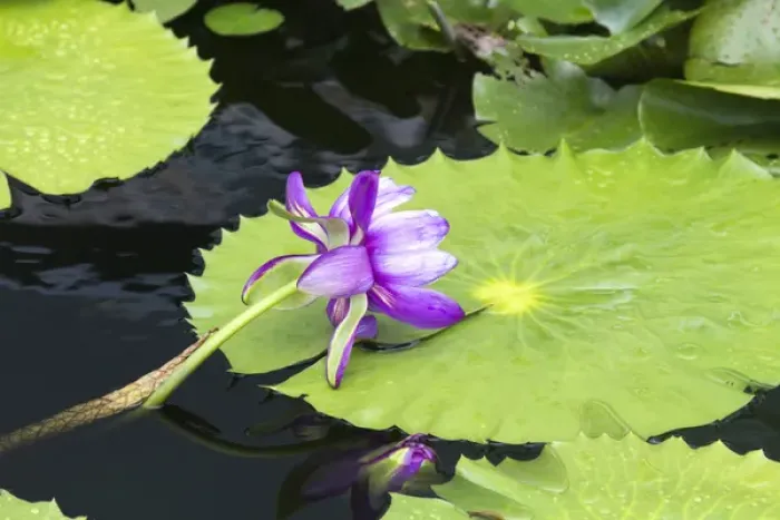 Framed Print : LA, New Orleans, New Orleans Botanical Garden, Lily Pond with tropical water lilies