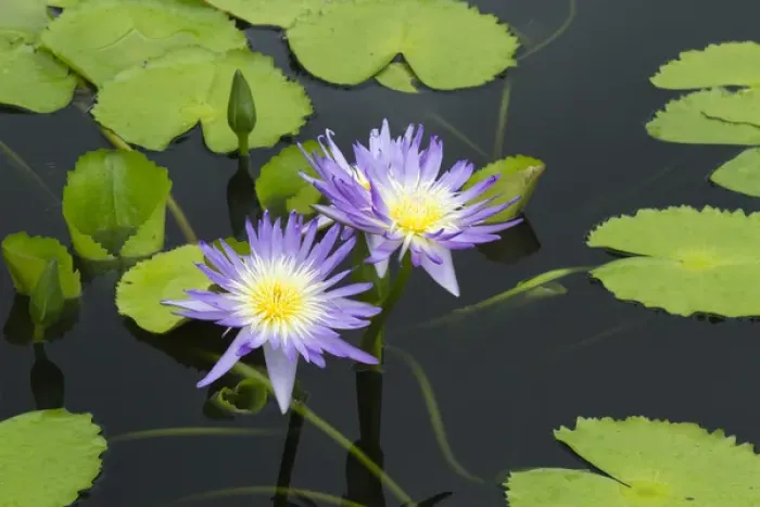 Framed Print : LA, New Orleans, New Orleans Botanical Garden, Lily Pond with tropical water lilies Framed Print : LA, New Orleans, New Orleans Botanical Garden, Lily Pond with tropical water lilies