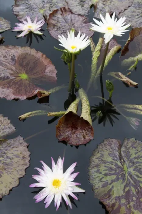 Framed Print : LA, New Orleans, New Orleans Botanical Garden, Lily Pond with tropical water lilies Framed Print : LA, New Orleans, New Orleans Botanical Garden, Lily Pond with tropical water lilies