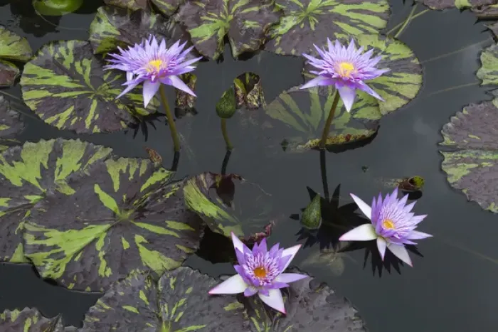 Framed Print : LA, New Orleans, New Orleans Botanical Garden, Lily Pond with tropical water lilies Framed Print : LA, New Orleans, New Orleans Botanical Garden, Lily Pond with tropical water lilies