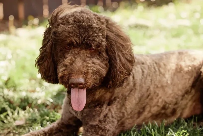 Framed Print : Labradoodle in backyard