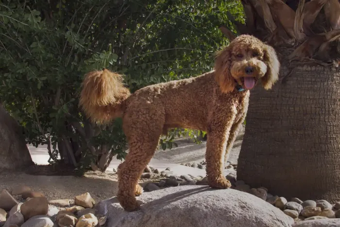 Framed Print : Labradoodle in desert garden