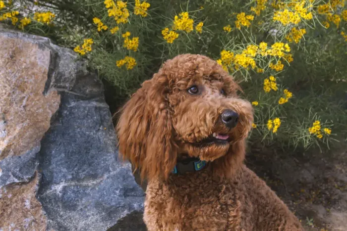 Framed Print : Labradoodle in desert garden