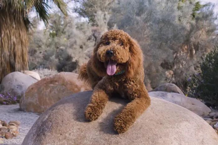 Framed Print : Labradoodle in desert garden