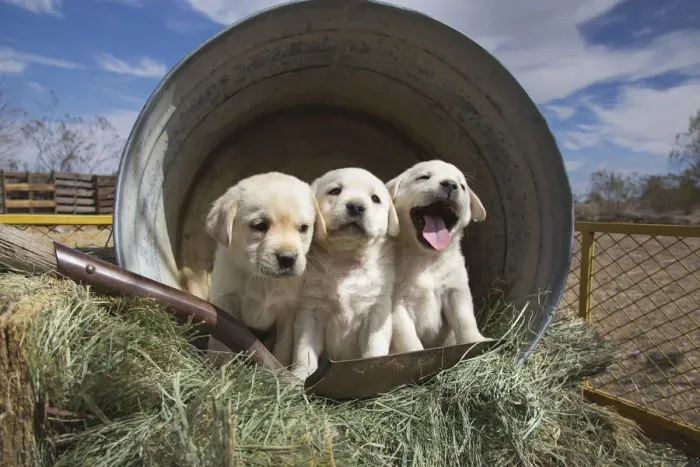 Framed Print : Labrador retriever puppies Framed Print : Labrador retriever puppies