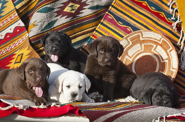 Five Labrador Retriever puppies of all colors on Southwestern blankets