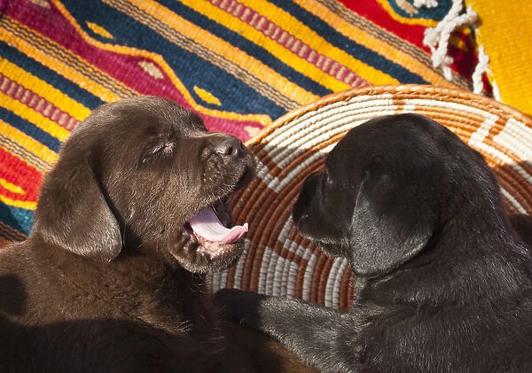 Two Labrador Retriever puppies against Southwestern blankets, one yawning