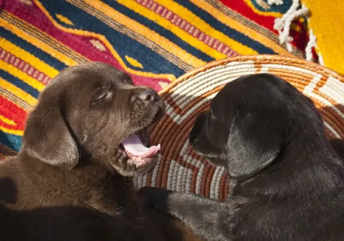 Framed Print : Two Labrador Retriever puppies against Southwestern blankets, one yawning Framed Print : Two Labrador Retriever puppies against Southwestern blankets, one yawning