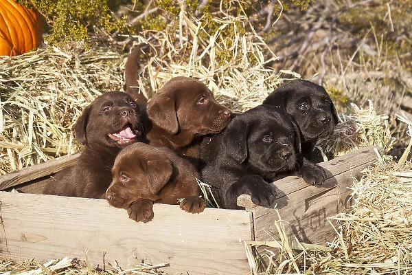 Five Labrador Retriever puppies in a wooden crate surrounded by hay