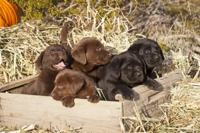 Framed Print : Five Labrador Retriever puppies in a wooden crate surrounded by hay